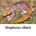 Strophurus ciliaris