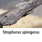 Strophurus spinigerus