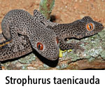 Strophurus taenicauda