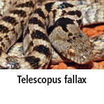 Telescopus fallax