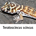 Teratoscincus scincus
