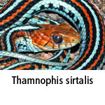 Thamnophis sirtalis