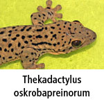 Thekadactylus oskrobapreinorum