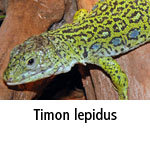 Timon lepidus