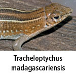 Tracheloptychus madagascariensis