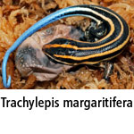 Trachylepis margaritifera