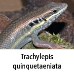 Trachylepis quinquetaeniata