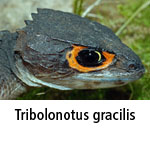 Tribolonotus gracilis