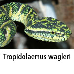 Tropidolaemus wagleri