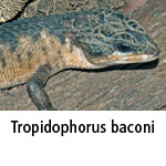 Tropidophorus baconi
