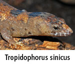 Tropidophorus-sinicus