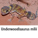 Underwoodisaurus milii
