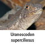 Uranoscodon superciliosus