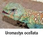 Uromastyx ocellata