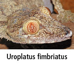 Uroplatus fimbriatus