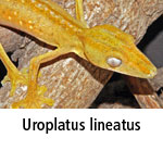 Uroplatus lineatus
