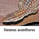 Varanus acanthurus