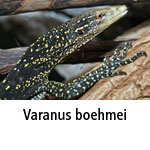 Varanus boehmei