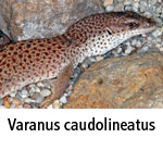 Varanus caudolineatus