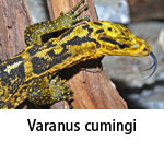 Varanus cumingi