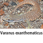 Varanus exanthematicus