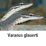 Varanus glauerti
