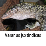 Varanus juxtindicus