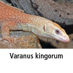 Varanus kingorum