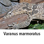 Varanus marmoratus