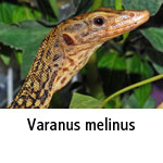 Varanus melinus