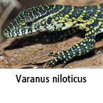 Varanus niloticus