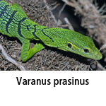 Varanus prasinus
