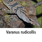 Varanus rudicollis
