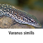 Varanus similis