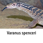Varanus spenceri