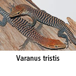 Varanus tristis