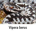 Vipera berus