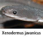 Xenodermus javanicus