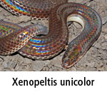 Xenopeltis unicolor