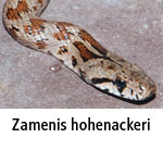 Zamenis hohenackeri