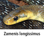 Zamenis longissimus