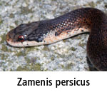 Zamenis persicus