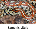 Zamenis situla