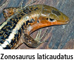 Zonosaurus laticaudatus