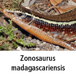 Zonosaurus madagascariensis